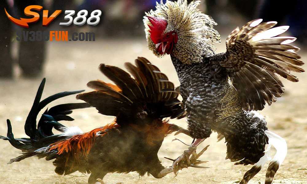 Đăng ký làm thành viên Gwin để tận hưởng dịch vụ nạp và rút tiền nhanh chóng - Gwin